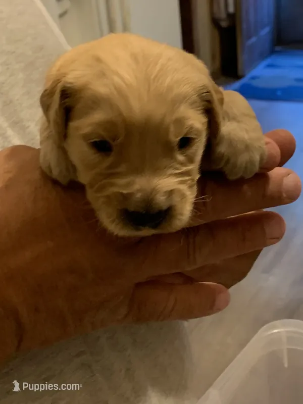 Baron – Golden Retriever puppy for sale in Boydton, VA