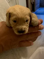 Baron, a male Golden Retriever for sale in Boydton, VA – 1 of 1