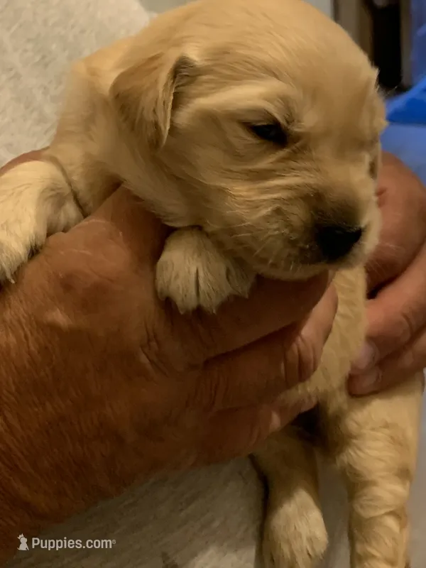 Bowie – Golden Retriever puppy for sale in Boydton, VA