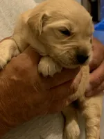 Bowie, a male Golden Retriever for sale in Boydton, VA – 1 of 1