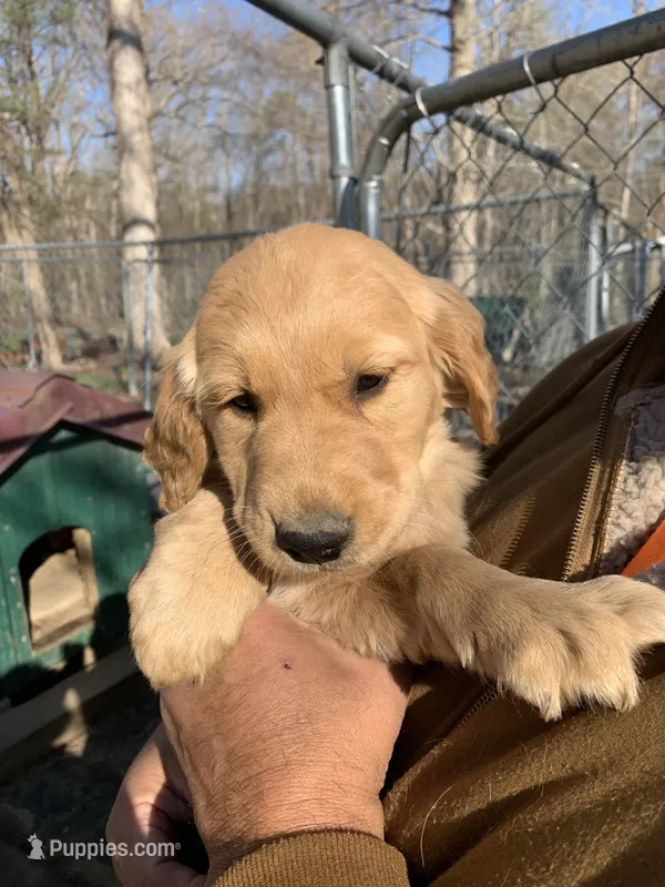 Miss Chloe – Golden Retriever puppy for sale in Boydton, VA