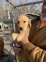 Miss Chloe, a female Golden Retriever for sale in Boydton, VA – Photo 3 of 4