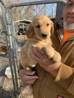 Miss Chloe, a female Golden Retriever for sale in Boydton, VA – Photo 4 of 4