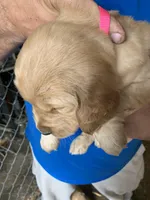 Pink lady, a female Golden Retriever for sale in Boydton, VA – Photo 3 of 3