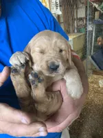 Pink lady, a female Golden Retriever for sale in Boydton, VA – Photo 2 of 3