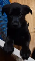 Puppy #2, a female German Shepherd Dog and Rottweiler for sale in Vallejo, CA – 7 of 7