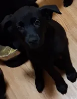 Puppy #2, a female German Shepherd Dog and Rottweiler for sale in Vallejo, CA – 4 of 7