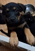 Puppy #2, a female German Shepherd Dog and Rottweiler for sale in Vallejo, CA – 5 of 7