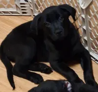 Puppy #1, a female German Shepherd Dog and Rottweiler for sale in Vallejo, CA – 6 of 7