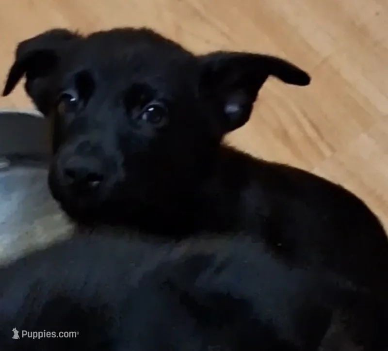 Puppy #2 – German Shepherd Dog, Rottweiler puppy for sale in Vallejo, CA