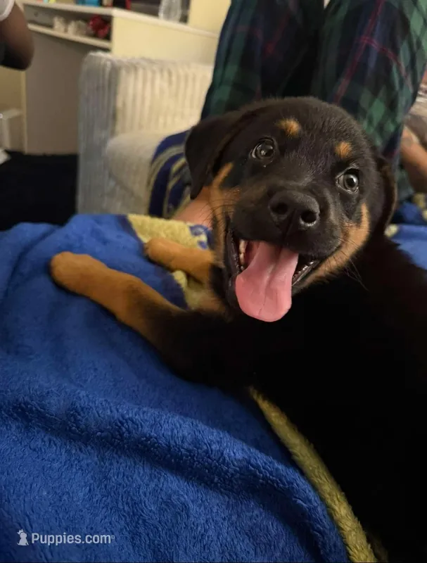 Puppy #1 – German Shepherd Dog, Rottweiler puppy for sale in Vallejo, CA