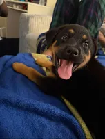 Puppy #1, a female German Shepherd Dog and Rottweiler for sale in Vallejo, CA – 1 of 7