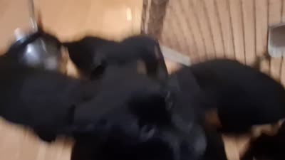 Puppy #1, a female German Shepherd Dog and Rottweiler for sale in Vallejo, CA – 7 of 7