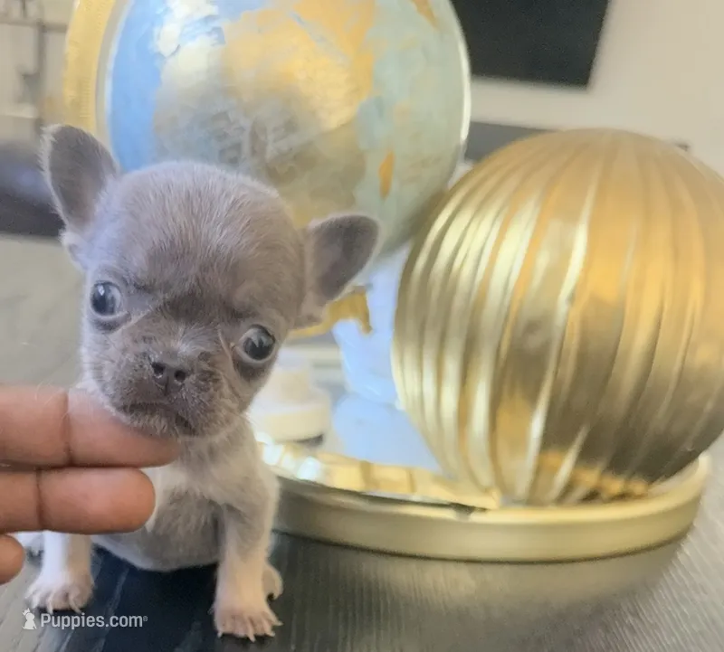 Tiny – French Bulldog puppy for sale in Elk Grove, CA