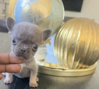 Tiny, a female French Bulldog for sale in Elk Grove, CA – 1 of 5