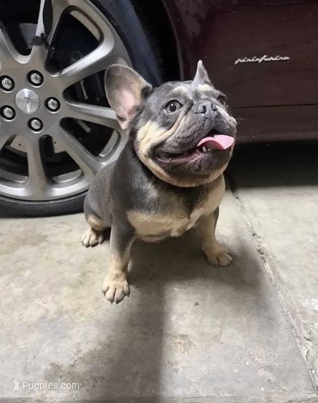 Mary – French Bulldog puppy for sale in Elk Grove, CA