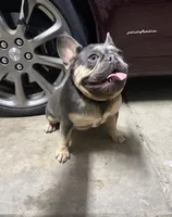 Mary, a female French Bulldog for sale in Elk Grove, CA – 1 of 3