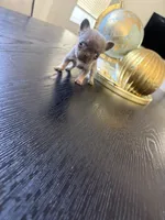 Tiny, a female French Bulldog for sale in Elk Grove, CA – 3 of 5