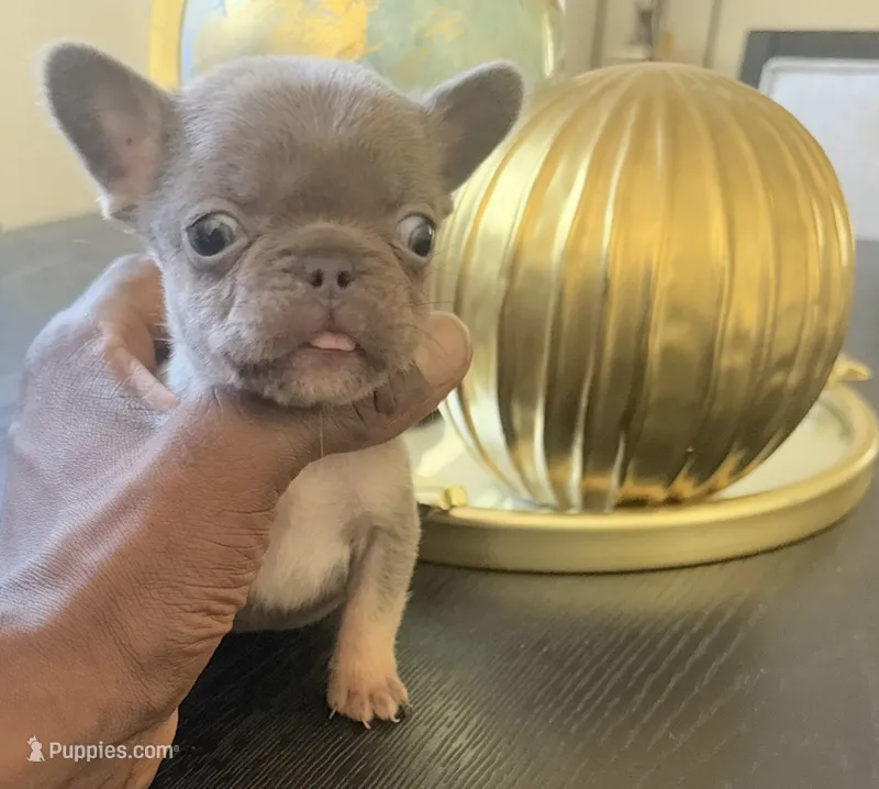 Rex – French Bulldog puppy for sale in Elk Grove, CA