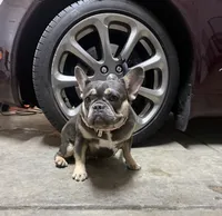 Sunday , a female French Bulldog for sale in Elk Grove, CA – 2 of 2