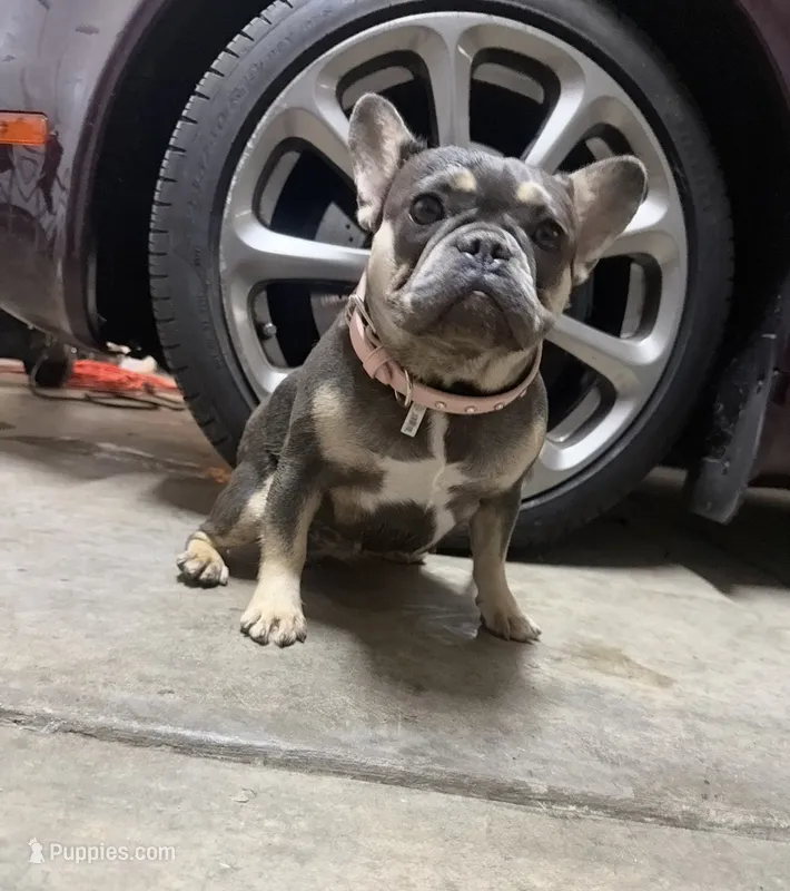 Sunday  – French Bulldog puppy for sale in Elk Grove, CA
