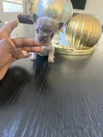 Tiny, a female French Bulldog for sale in Elk Grove, CA – 5 of 5