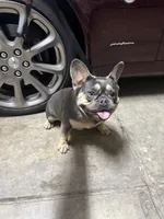 Mary, a female French Bulldog for sale in Elk Grove, CA – 3 of 3