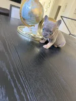 Tiny, a female French Bulldog for sale in Elk Grove, CA – 2 of 5