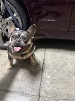 Mary, a female French Bulldog for sale in Elk Grove, CA – 2 of 3