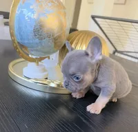 Rex, a male French Bulldog for sale in Elk Grove, CA – 2 of 3