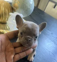 Princess, a female French Bulldog for sale in Elk Grove, CA – 2 of 4