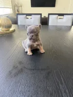 Rex, a male French Bulldog for sale in Elk Grove, CA – 3 of 3