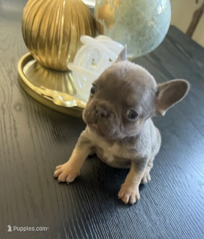 Princess – French Bulldog puppy for sale in Elk Grove, CA