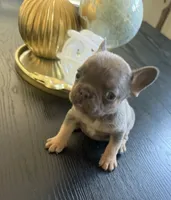 Princess, a female French Bulldog for sale in Elk Grove, CA – 1 of 4
