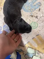 Dutch F2 , a female Dutch Shepherd for sale in Hastings, MN – 4 of 5