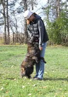 AKC katie , a female Dutch Shepherd for sale in Hastings, MN – 6 of 7