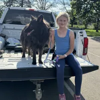 AKC purple, a female Dutch Shepherd for sale in Hastings, MN – Photo 4 of 9