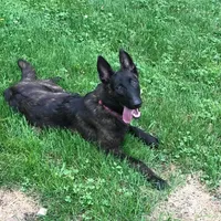 AKC purple, a female Dutch Shepherd for sale in Hastings, MN – Photo 2 of 9