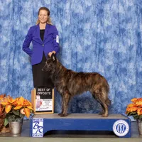 AKC purple, a female Dutch Shepherd for sale in Hastings, MN – Photo 9 of 9