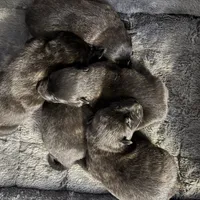 AKC purple, a female Dutch Shepherd for sale in Hastings, MN – Photo 8 of 9