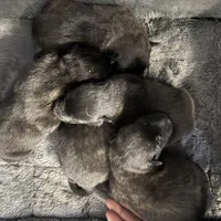 AKC purple, a female Dutch Shepherd for sale in Hastings, MN – Photo 6 of 9