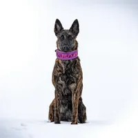 AKC purple, a female Dutch Shepherd for sale in Hastings, MN – Photo 3 of 9