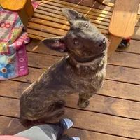 AKC purple, a female Dutch Shepherd for sale in Hastings, MN – Photo 1 of 9