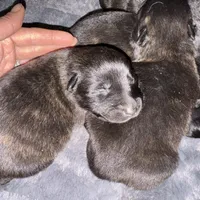 AKC purple, a female Dutch Shepherd for sale in Hastings, MN – Photo 7 of 9