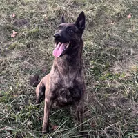 AKC purple, a female Dutch Shepherd for sale in Hastings, MN – Photo 5 of 9