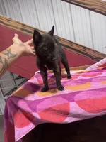 Reba - , a female Dutch Shepherd for sale in Hastings, MN – 4 of 7