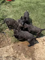 AKC Keno , a male Dutch Shepherd for sale in Hastings, MN – 4 of 4