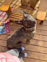 AKC katie , a female Dutch Shepherd for sale in Hastings, MN – 3 of 7