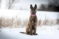 Reba - , a female Dutch Shepherd for sale in Hastings, MN – 5 of 7