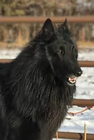 Green boy , a male Belgian Sheepdog for sale in Hastings, MN – 7 of 10